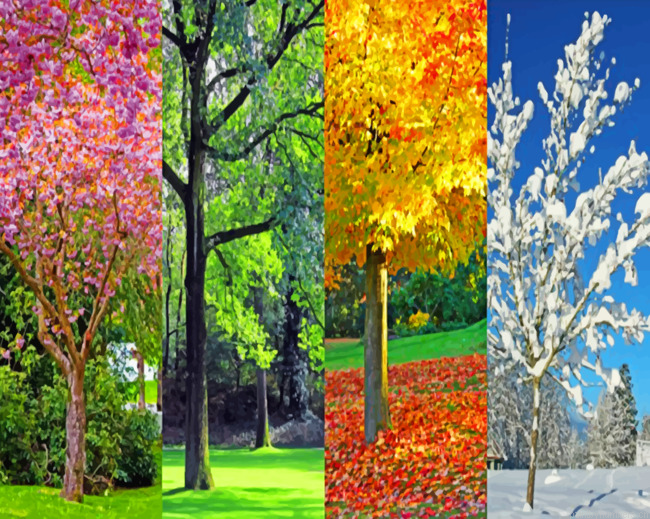 Four Seasons Painting By Numbers.png