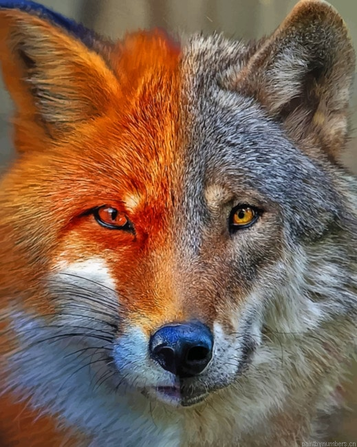 Fox And Wolf Animals Painting By Numberss.png