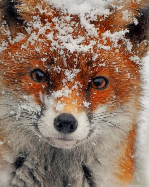 Fox Covered In Snow Animals Painting By Numberss.png