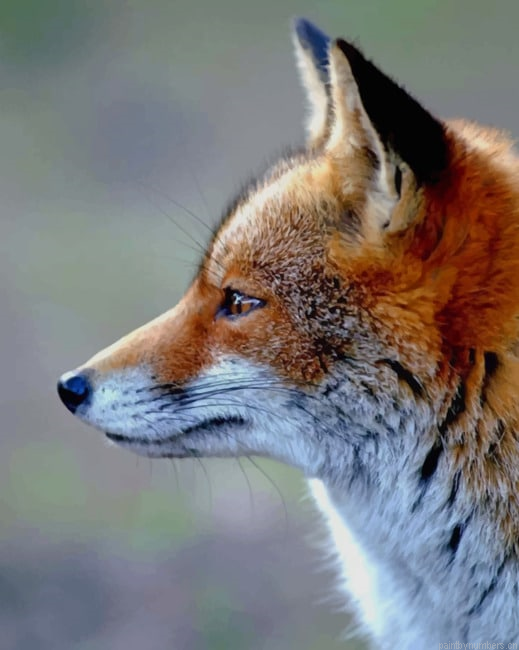 Fox Face Animals Painting By Numberss.png