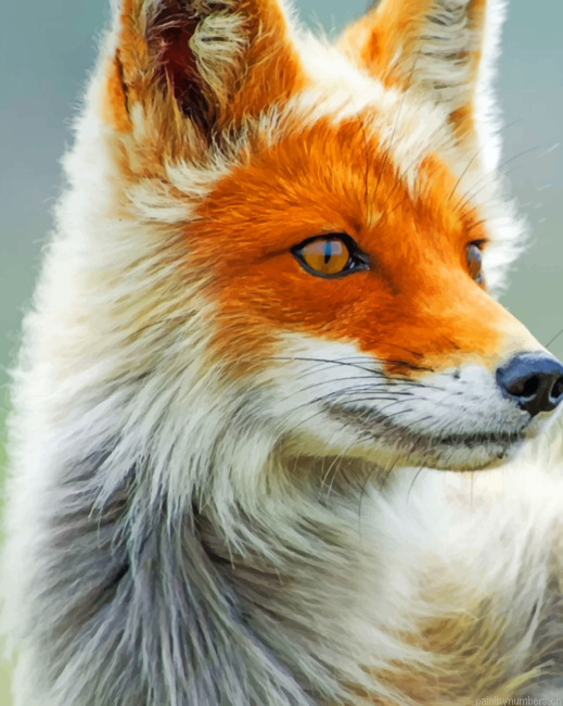Fox Portrait Animals Painting By Numberss.png