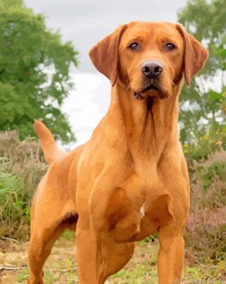 Fox Red Labrador Dog Painting By Numbers.png