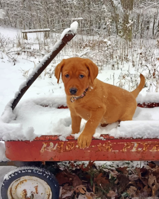 Fox Red Labrador In The Snow Painting By Numberss.png