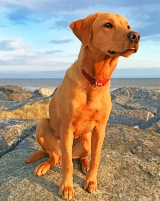 Fox Red Labrador Painting By Numbers.png