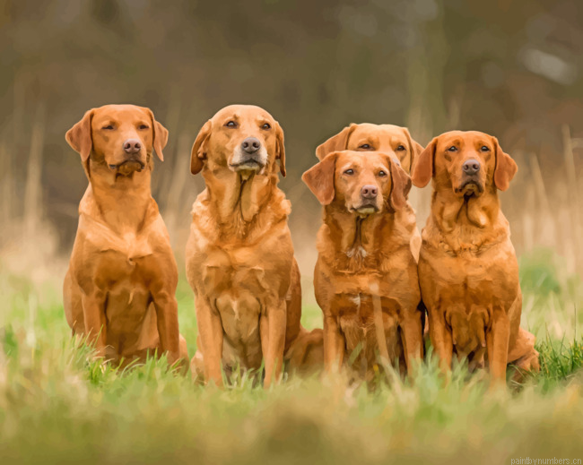 Fox Red Labrador Squad Painting By Numberss.png