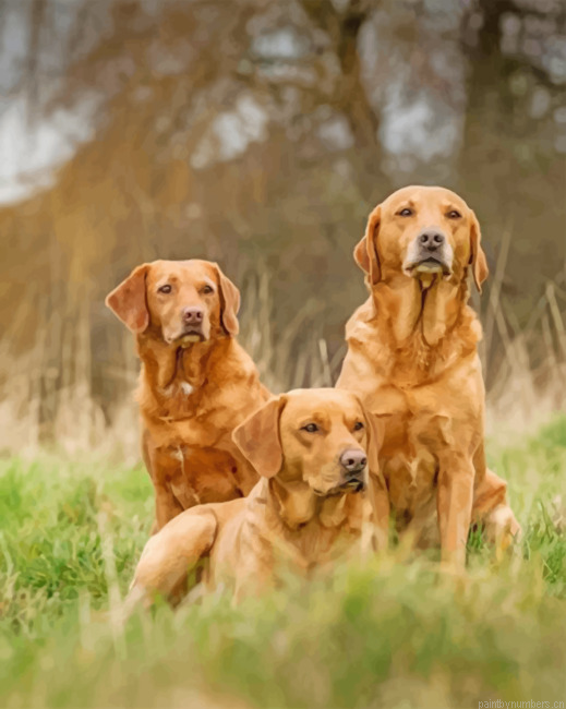Fox Red Labradors Painting By Numberss.png