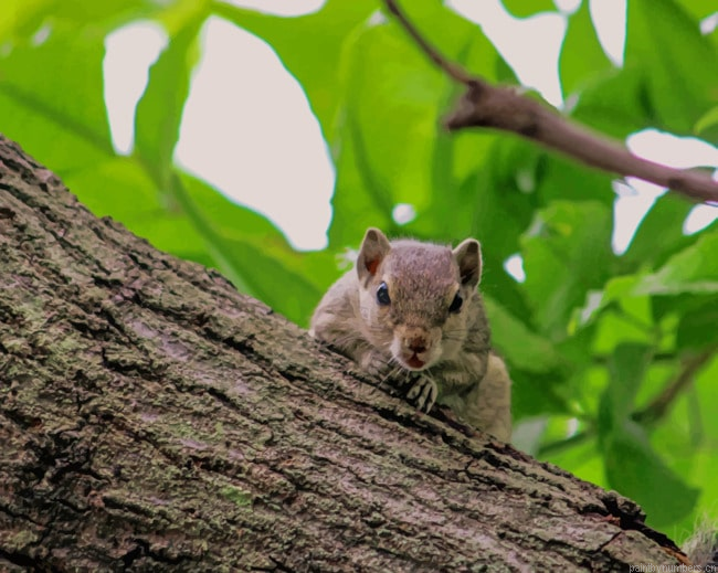 Fox Squirrel Animals Painting By Numberss.png