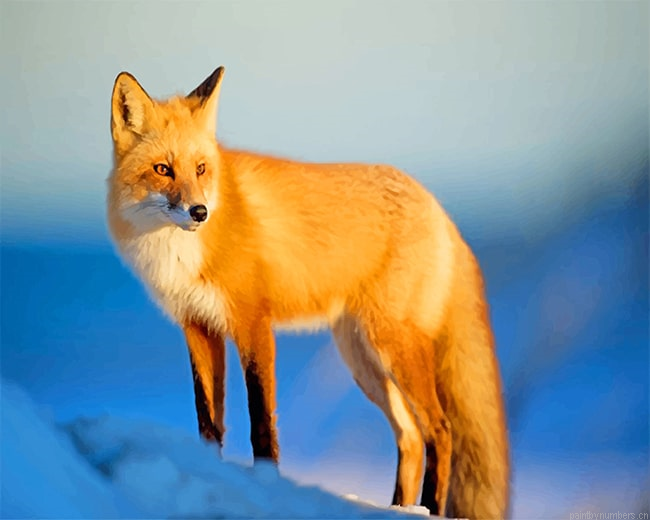 Fox Wildlife Animals Painting By Numberss.png