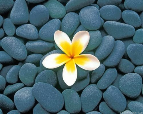 Frangipani And Stones Painting By Numbers.png