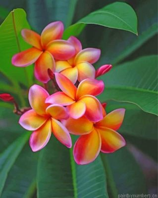 Frangipani Flowers Painting By Numbers.png