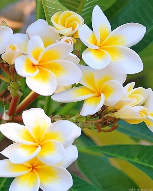 Frangipani Plants Painting By Numberss.png