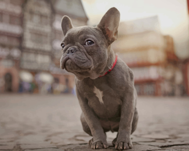 French Bulldog Animals Painting By Numberss.png
