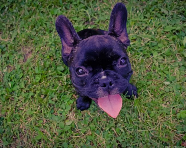 French Bulldog On Grass Animals Painting By Numberss.png