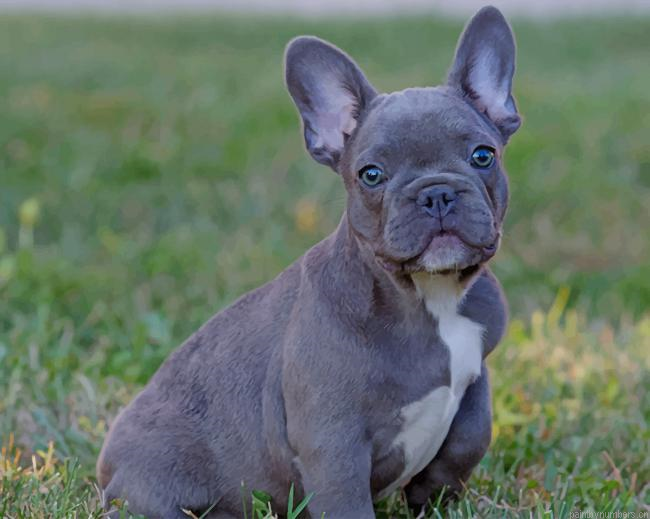 French Bulldog Puppy Animals Painting By Numberss.png