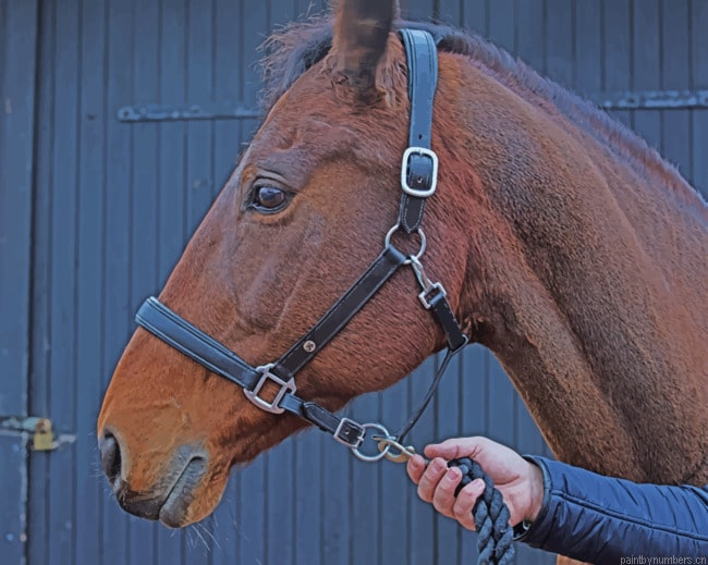 French Horse Animals Painting By Numberss.png