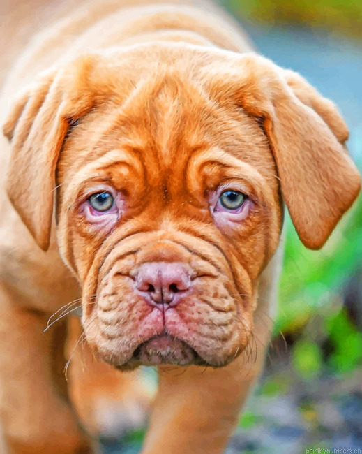 French Mastiff Painting By Numbers.png
