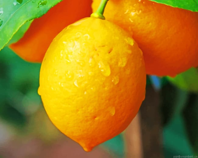 Fresh Lemons Tree Fruits Painting By Numberss.png