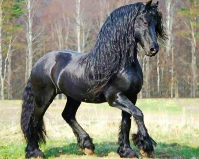 Friesian Horse Animals Painting By Numberss.png