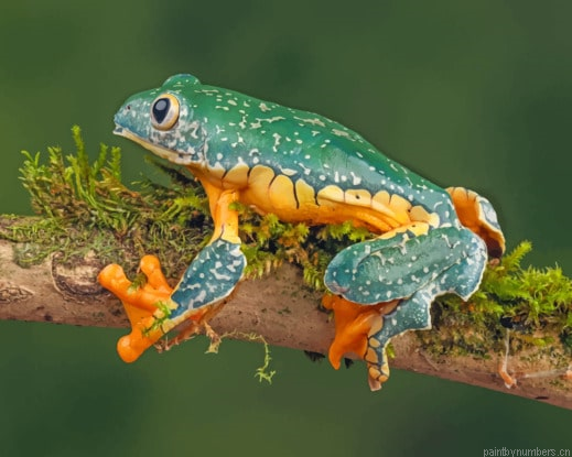 Fringed Leaf Frog On Branches Animals Painting By Numberss.png