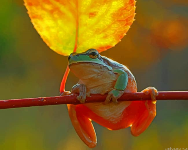 Frog On Stick Amphibians Painting By Numberss.png