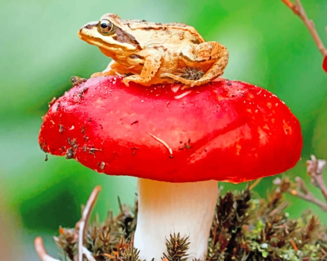 Frog Sitting On A Red Mushroom Amphibians Painting By Numberss.png