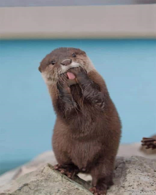 Funny Asian Small Clawed Otter Painting By Numberss.png