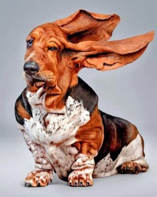 Funny Basset Hound Painting By Numbers.png