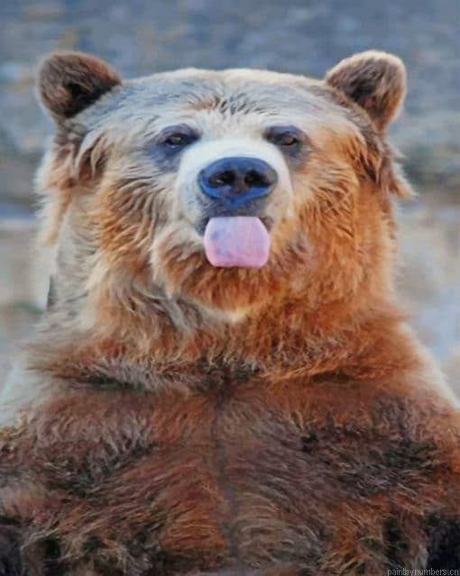 Funny Bear Painting By Numberss.png