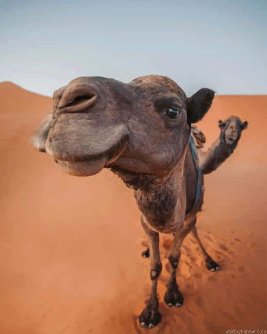 Funny Camel In Sahara Animals Painting By Numberss.png