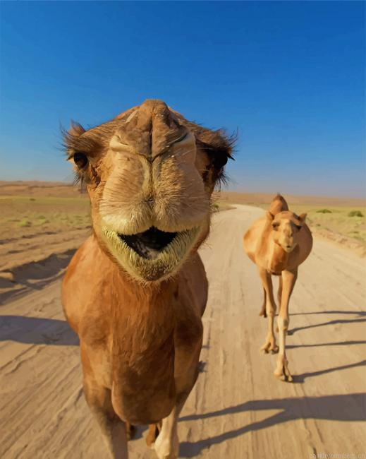 Funny Camels In Desert Animals Painting By Numberss.png