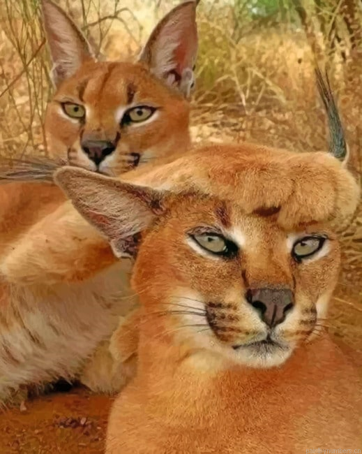 Funny Caracal Cats Painting By Numberss.png