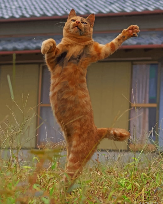Funny Cat Animals Painting By Numberss.png