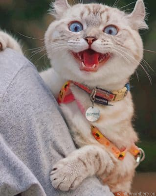 Funny Cat Painting By Numbers.png