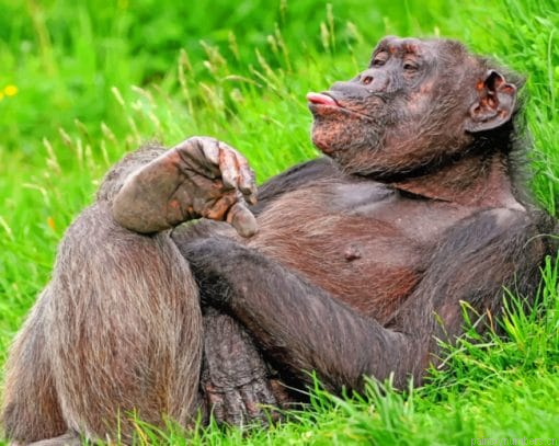 Funny Chimpanzee Monkey Painting By Numberss.png