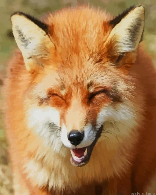 Funny Fox Painting By Numberss.png