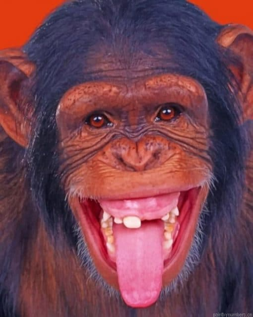 Funny Monkey Painting By Numberss.png