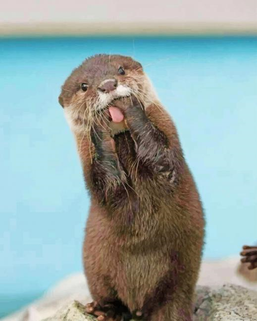 Funny Otter Animals Painting By Numberss.png