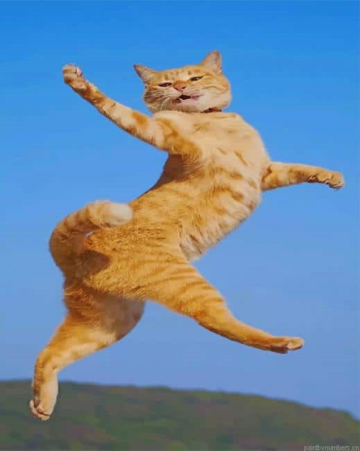 Funny Shot Cat Animals Painting By Numberss.png