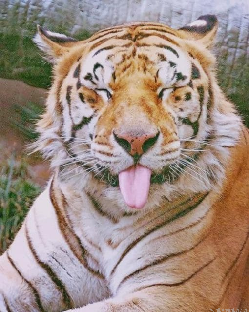 Funny Tiger Painting By Numberss.png