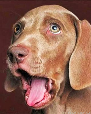 Funny Weimaraner Painting By Numbers.png