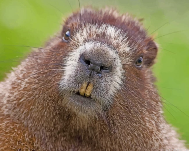 Furry Beaver Face Animals Painting By Numberss.png