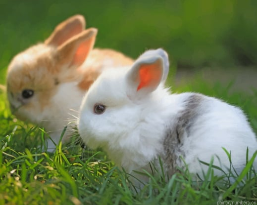 Furry Home Bunnies Animals Painting By Numberss.png
