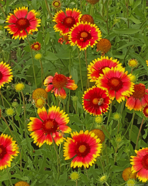 Gaillardia Aristata Wild Flowers Painting By Numbers.png
