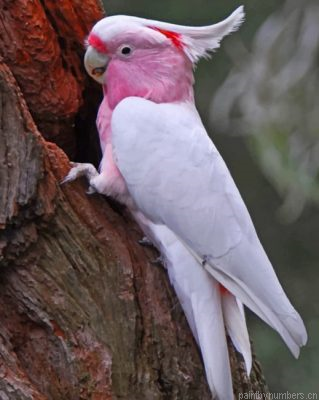 Galah Bird Painting By Numbers.png