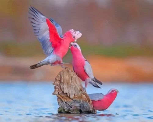 Galah Birds Painting By Numbers.png