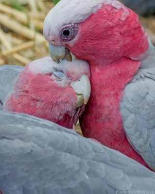 Galah Parrots Bird Painting By Numbers.png