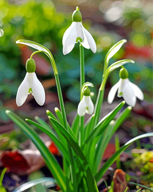 Galanthus Flowers Painting By Numberss.png
