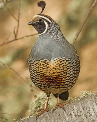 Gambels Quail Bird Painting By Numbers.png