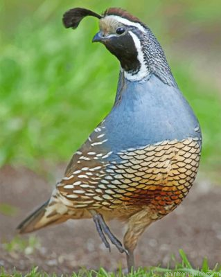 Gambels Quail Desert Bird Painting By Numbers.png