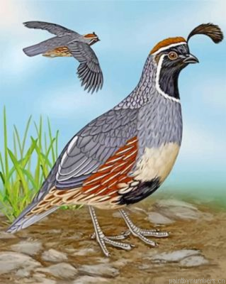 Gambels Quail Painting By Numbers.png